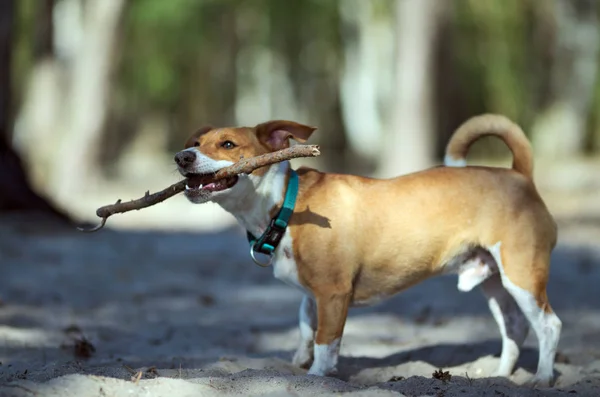 Standing Dog Stick Jack Russell Terrier — Stock Photo, Image