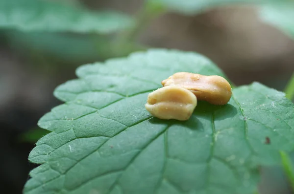 Erdnüsse Auf Dem Blatt Natur Sie — Stockfoto