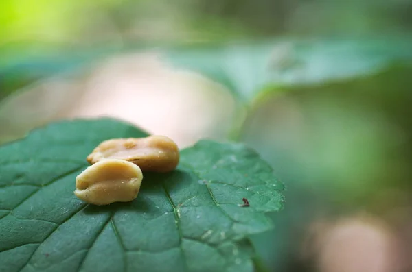 Erdnüsse Auf Dem Blatt Natur Sie — Stockfoto