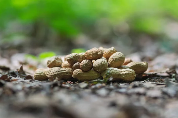 Erdnüsse Der Natur Thema Ernährung — Stockfoto