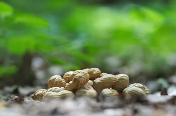 Erdnüsse Der Natur Essen Sie — Stockfoto