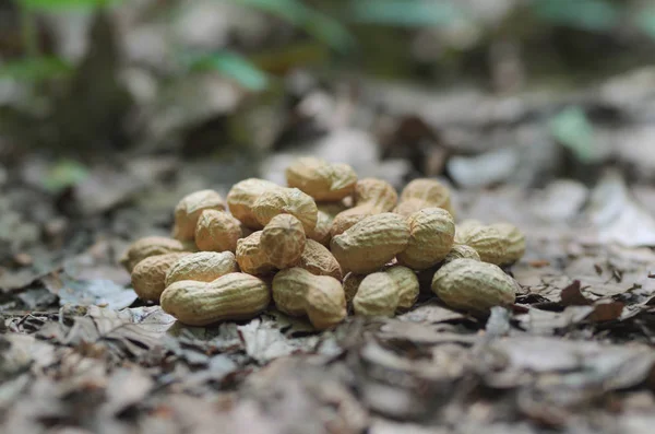 Erdnüsse Der Natur Essen Sie — Stockfoto