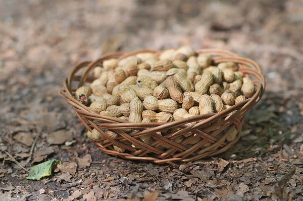 Peanuts in the nature, food theme