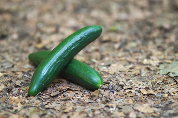 Cetriolo Maturo Nella Natura Tema Vegetariano — Foto Stock