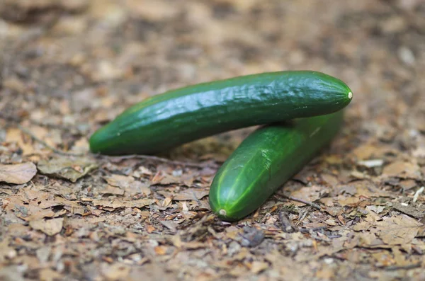 Cetriolo Maturo Nella Natura Tema Vegetariano — Foto Stock