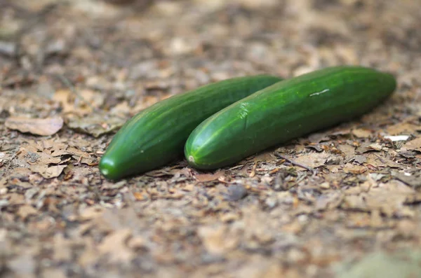 Cetriolo Maturo Nella Natura Tema Vegetariano — Foto Stock