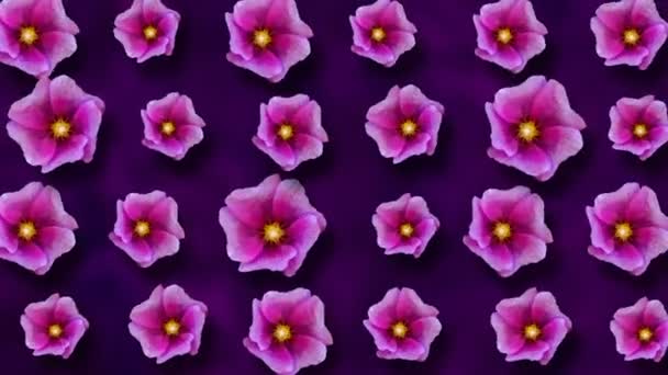 Padrão Floral Flores Malva Fundo Roxo — Vídeo de Stock