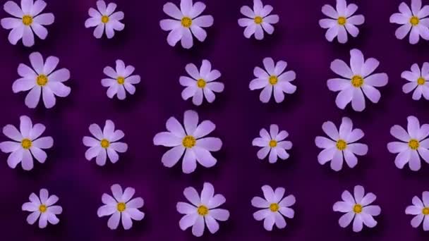 Květinový vzor Cosmos květin na fialovém pozadí. 4k video.