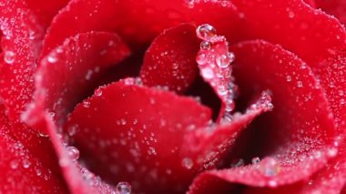 kırmızı gül suyu ile yakın çekim damla