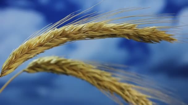 Nahaufnahme Von Weizen Auf Blauem Himmel Hintergrund — Stockvideo