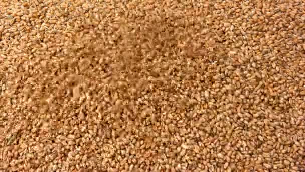 小麦のクローズ アップの落下の粒 — ストック動画
