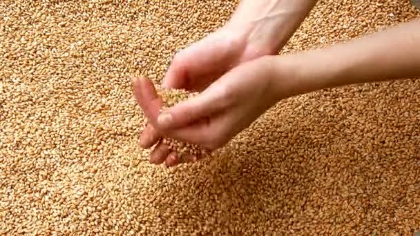 女手与粒小麦 — 图库视频影像