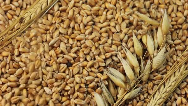 Падение Зерна Пшеницы — стоковое видео