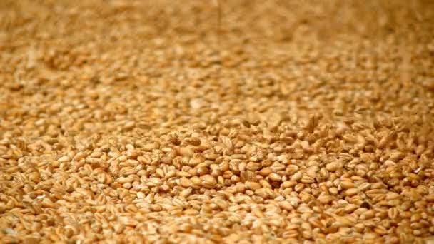 Падение Крупным Планом Зерна Пшеницы — стоковое видео
