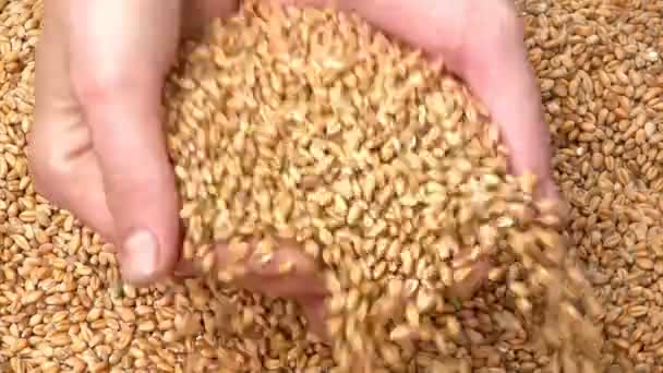 Женские Руки Зерном Пшеницы — стоковое видео