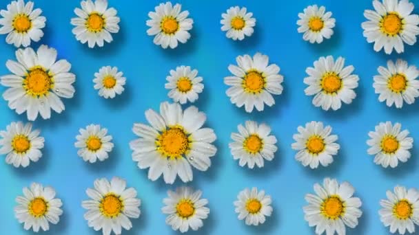 Floral pattern of white chamomile flowers on blue background. 4k video. — Stock Footage Floral Pattern White Chamomile Flowers Blue Background Video Video Clip