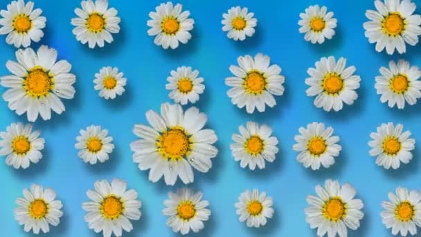 Květinový vzor bílé heřmánkový květin na modrém pozadí. 4k video.