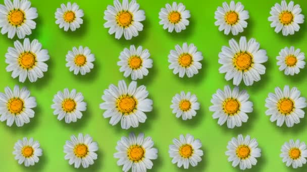 Floral pattern of white chamomile flowers on green background. 4k video.