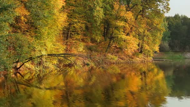 Sera Nel Parco Della Città Autunno Gli Alberi Riflettono Nello — Video Stock