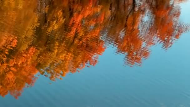 Wasseroberfläche Mit Wellen Und Reflexionen Von Herbstbäumen — Stockvideo