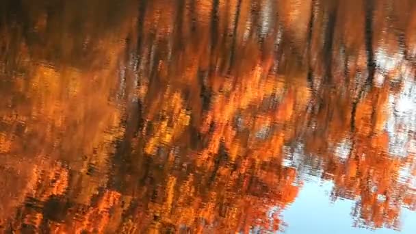 Vattenyta Med Ringar Och Reflektioner Höst Träd — Stockvideo