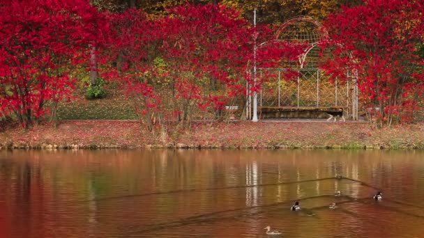 Wieczorem Jesiennym Parku Miejskim Drzewa Odzwierciedlone Stawie Ukraina Kijów Park — Wideo stockowe