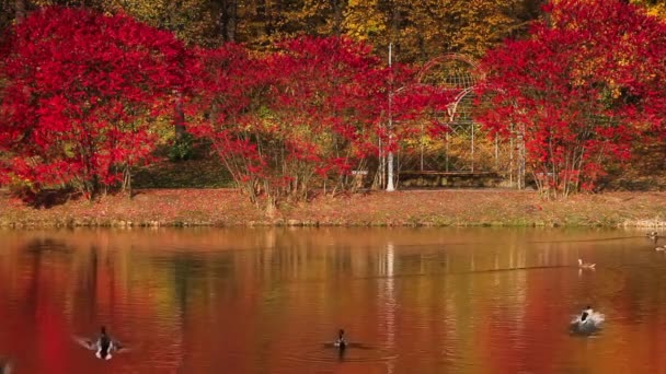 Evening Autumn City Park Trees Reflected Pond Ukraine Kyiv Feofania — Stock Video
