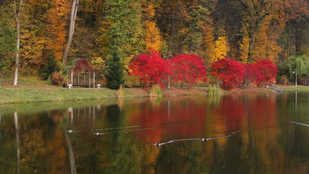 秋の市立公園の夕方 池に木が映っている ウクライナ キエフ フェソファニア パーク — ストック動画