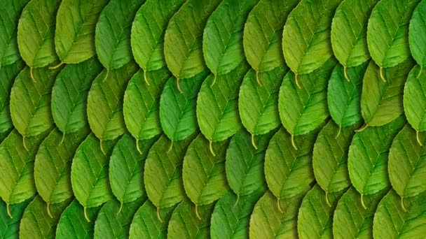 Animated Background Green Leaves Seamless Loop Video — Stock Video