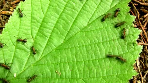 Hormigas Negras Sobre Hoja Verde — Vídeos de Stock