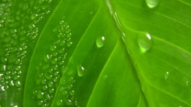 叶面上的水滴 — 图库视频影像