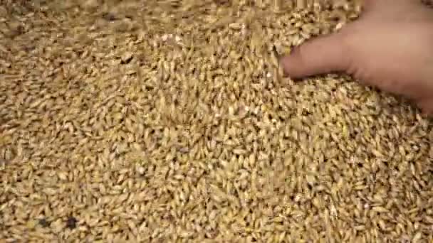大麦の穀物を落下する人間の手 — ストック動画