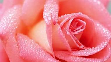 Su damlalarıyla birlikte pembe gül.