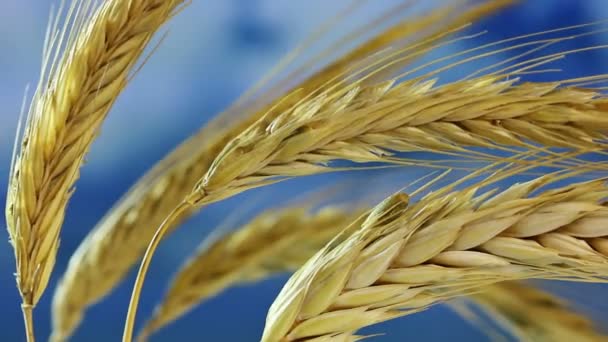 Крупный План Пшеницы Голубом Фоне Неба — стоковое видео