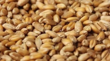 Buğday tanesine yakın çekim