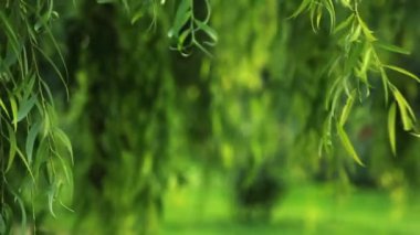 Ağlayan söğüt ağacının dalları