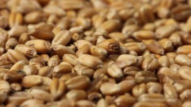 Buğday tanesine yakın çekim