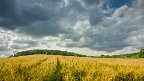 Buğday Tarlası Arka Planda Eski Yel Değirmenleri Yakınlaştırma Zaman Aşımı — Stok video