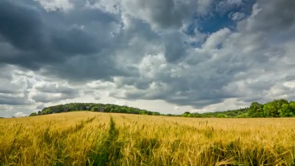 Buğday Tarlası Arka Planda Eski Yel Değirmenleri Dslr Ham Zaman — Stok video