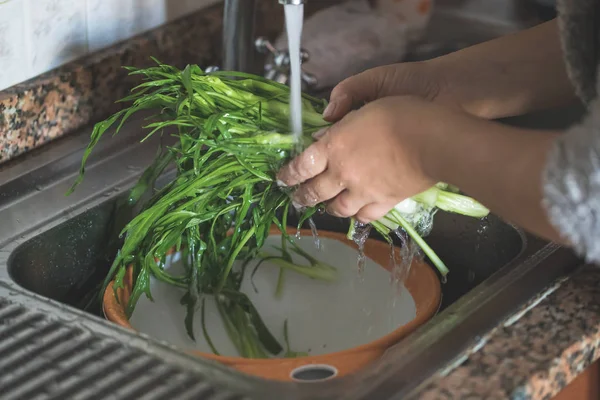妇女手洗加泰罗尼亚菊苣或 Puntarelle 用清水 — 图库照片