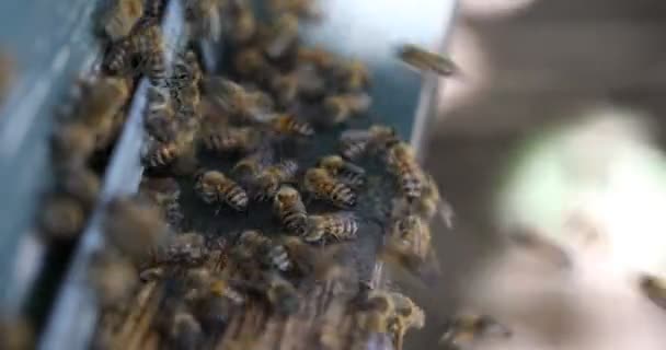 Abejas Frente Entrada Las Abejas Colmena — Vídeo de stock