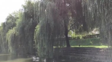 Bazı güzel eski willows güneşin üzerinde Ljubljanica Nehri'nin, Ljubljana, Slovenya.