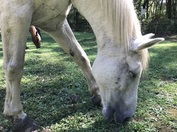 White Horse Starend Een Groene Weide — Stockfoto