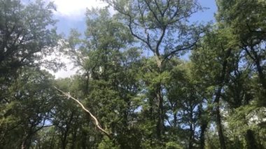Manziana orman, büyük bir ormanlık alanda baskın tür Türkiye meşe nerede, Roma eyaletinin, İngilizce oaks, vahşi maples, medlars ve hornbeams, ama kestane ve huş ağaçları tarafından da takip.