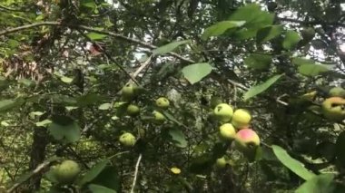 Avrupa meyve elma, Malus Sylvestris, bir tür orman Apple yengeç.