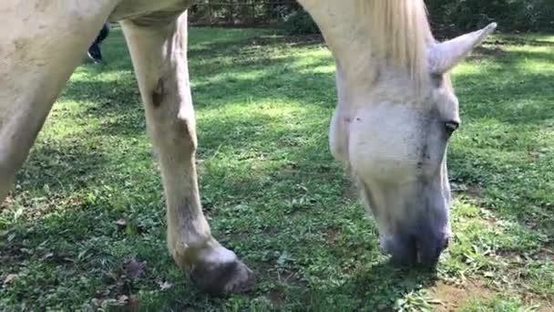 Cavallo Bianco Che Guarda Prato Verde — Video Stock