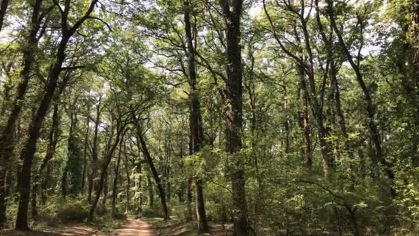 Bosque Manziana Una Gran Zona Boscosa Situada Provincia Roma Donde — Vídeos de Stock