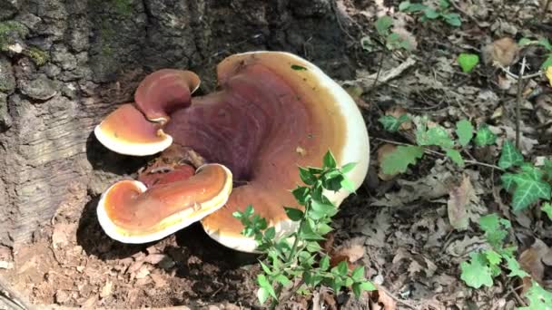 红带康克 Fomitopsis Pinicola 是整个温带北半球常见的一种茎腐真菌 它在森林中执行必要的养分循环功能 — 图库视频影像