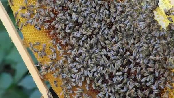 Bienenvolk Auf Wabe Bienenstockrahmen Nahaufnahme — Stockvideo