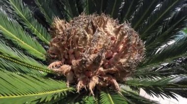 Cycas revoluta, bir tür aile Cycadaceae, Ryukyu Adaları dahil olmak üzere Güney Japonya için yerel Açık tohumlular kadın koni. Closeup görünümü.